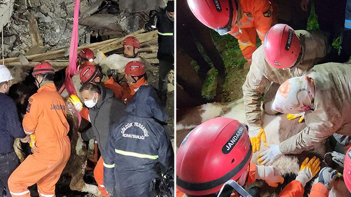Her gün enkaz altına girip besledi! Birgül teyze, 11 gün sonra 'Bircan' adlı ineğine kavuştu