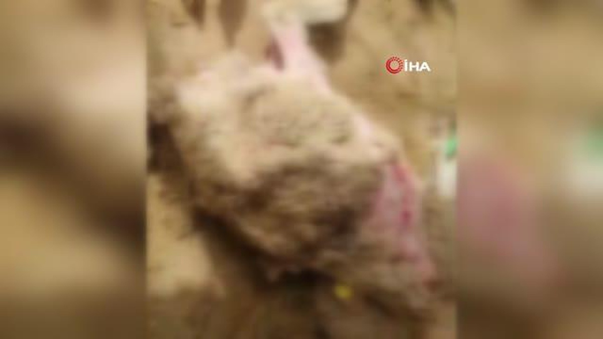 Dama giren sokak köpekler koyunları telef etti