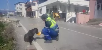 Depremin ardından can dostları da unutumadılar
