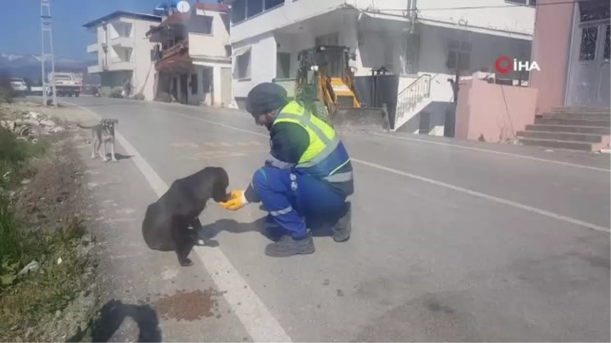 Depremin ardından can dostları da unutumadılar