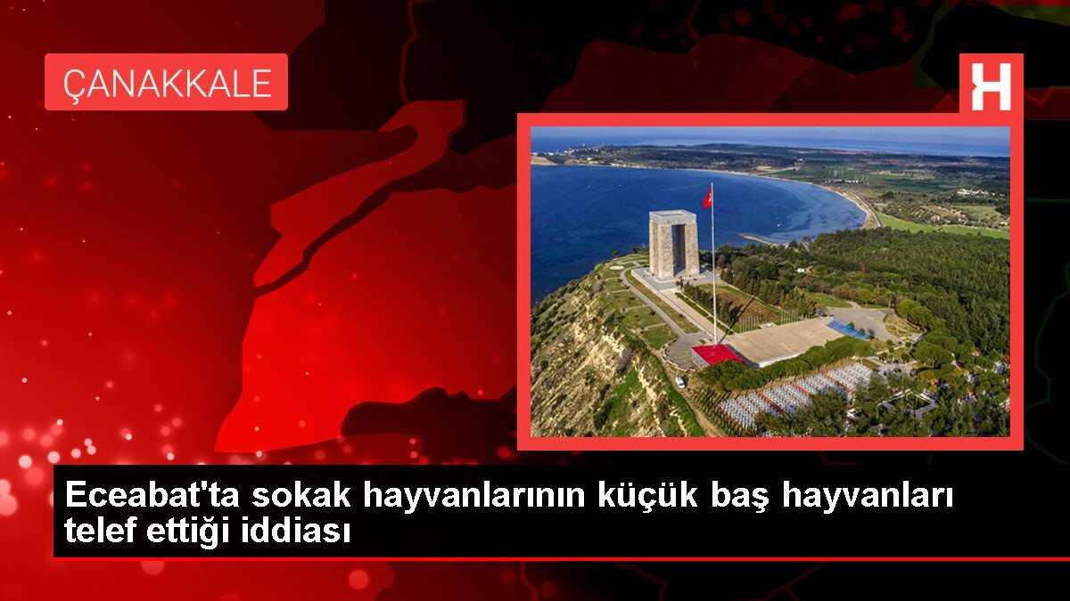 Eceabat'ta sokak hayvanlarının küçük baş hayvanları telef ettiği iddiası