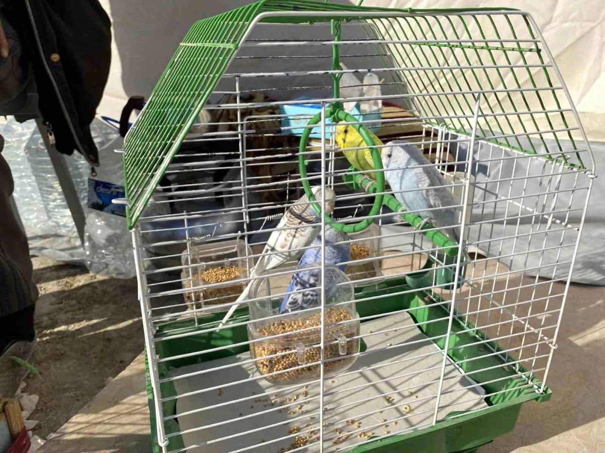 Hatay\'da enkazdan kurtardığı kuşlarına çadır kentte bakıyor