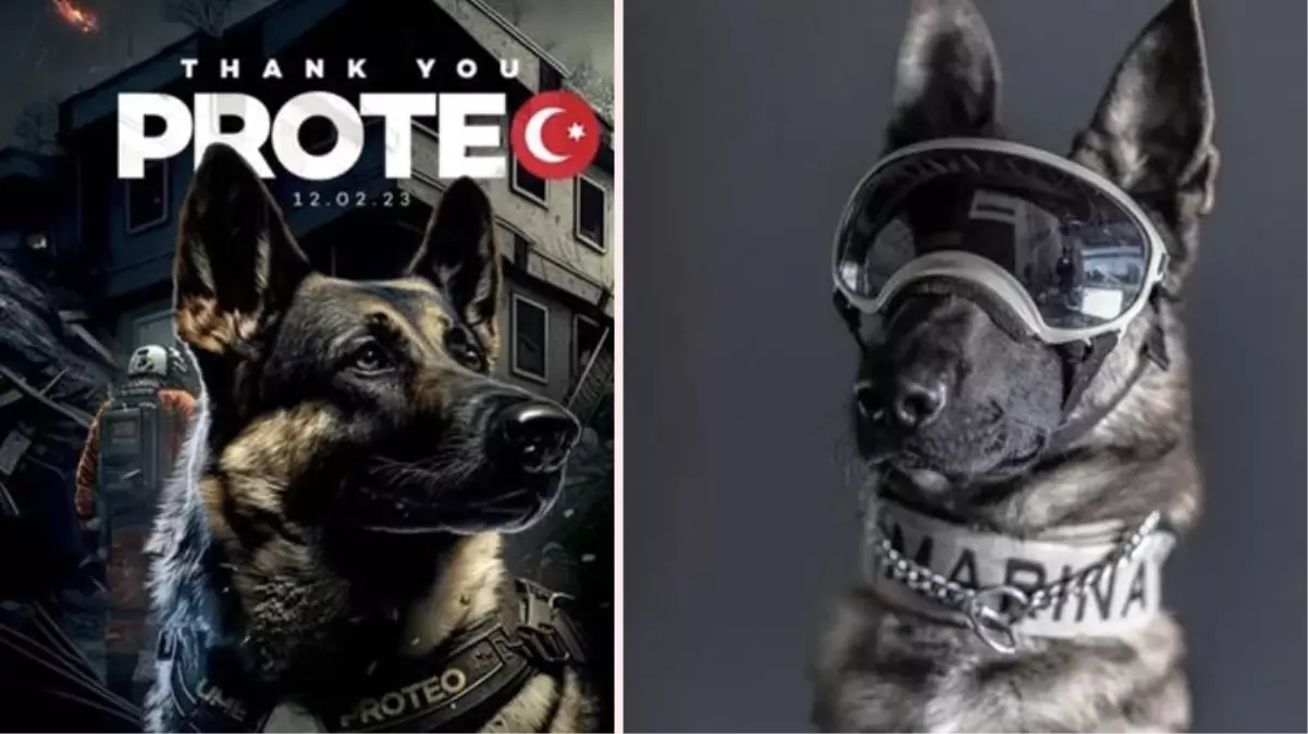 Meksika\'nın arama kurtarma köpeği Proteo\'nun enkaz altında kalarak öldüğü iddiası yanlış