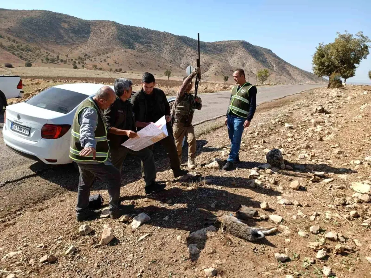 Siirt\'te depremden etkilendiği değerlendirilen yaban hayvanlarının korunması için av yasağı başladı