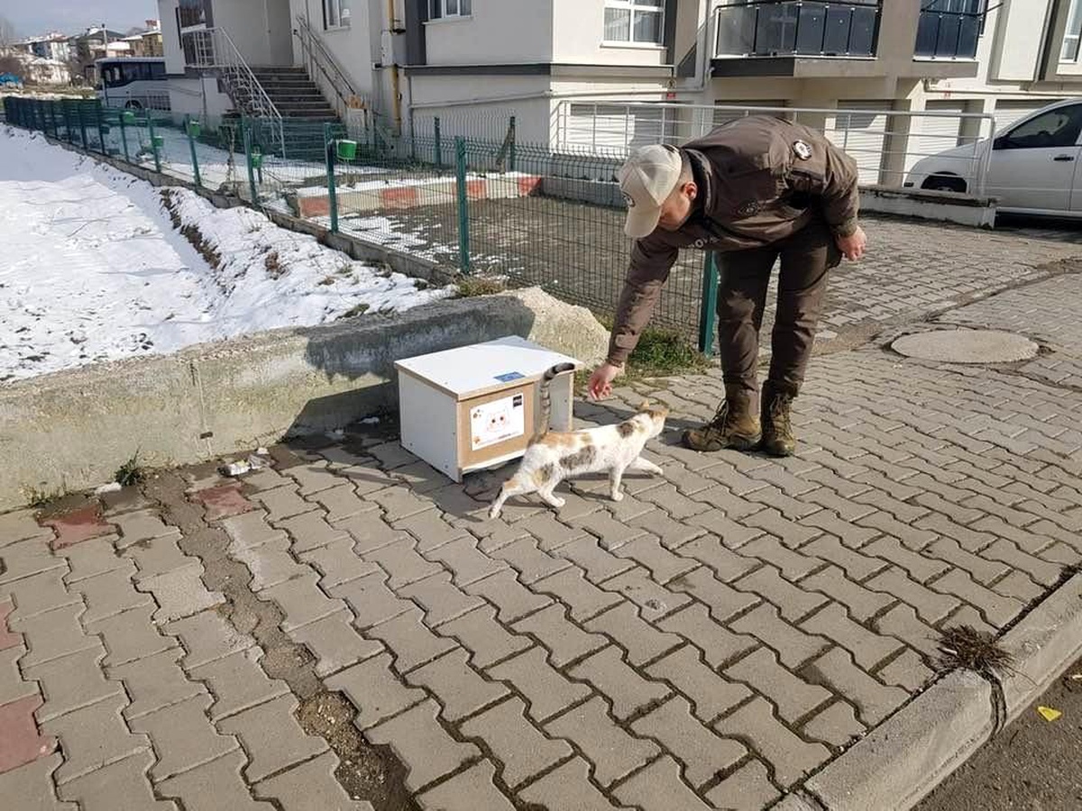 Sokak kedileri üşümesin diye kedi evleri Bolu\'nun dört bir yanına konuldu