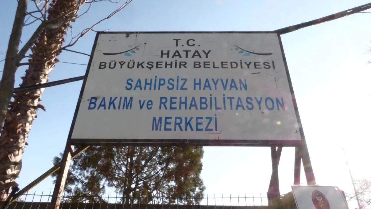 Deprem Bölgesindeki Can Dostların İmdadına Tvhb\'nin Görevlendirdiği Veteriner Hekimler Yetişti: "Enkazdan Kurtarılan Hayvanların Acil Müdahalelerini...