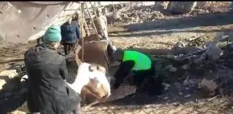 Depremde mahsur kalan inek, 300 saat sonra kurtarıldı
