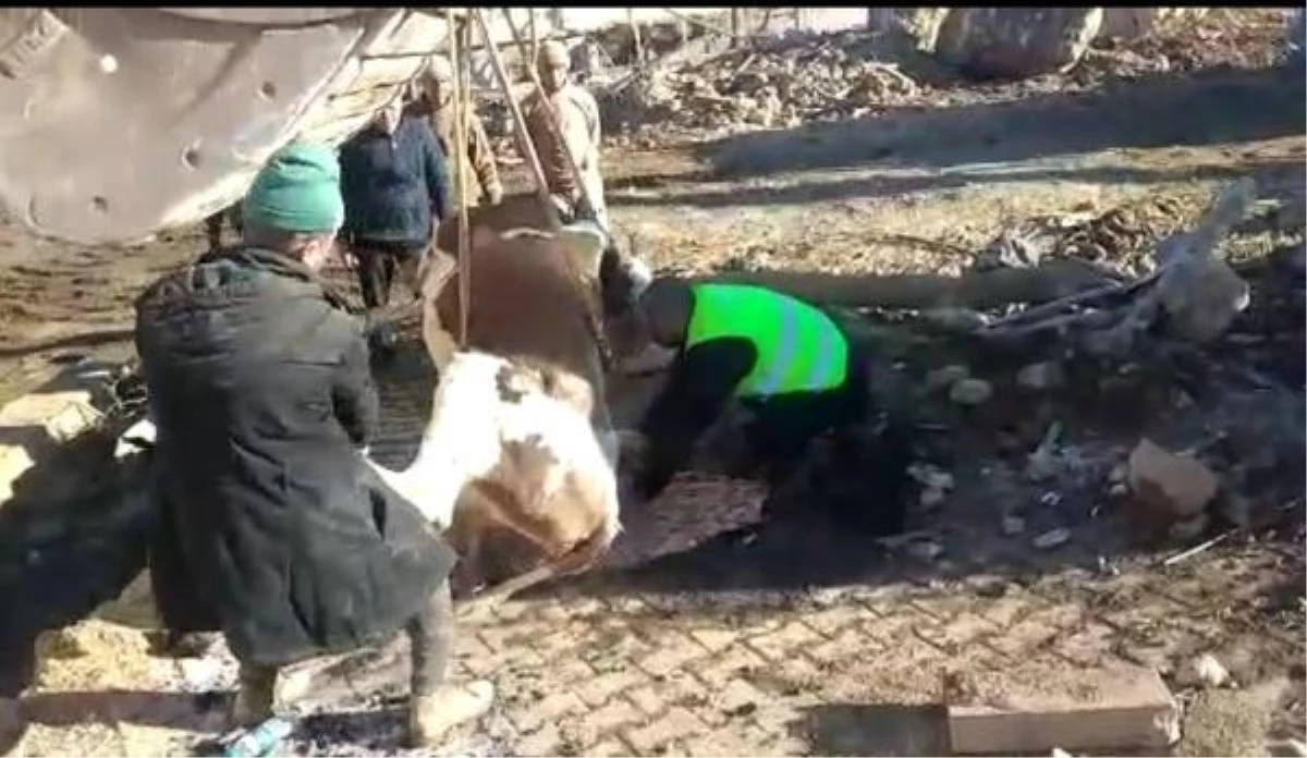 Depremde mahsur kalan inek, 300 saat sonra kurtarıldı
