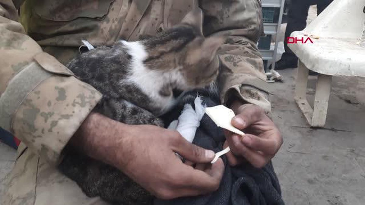 Enkazdan çıkan kediye jandarma şefkati