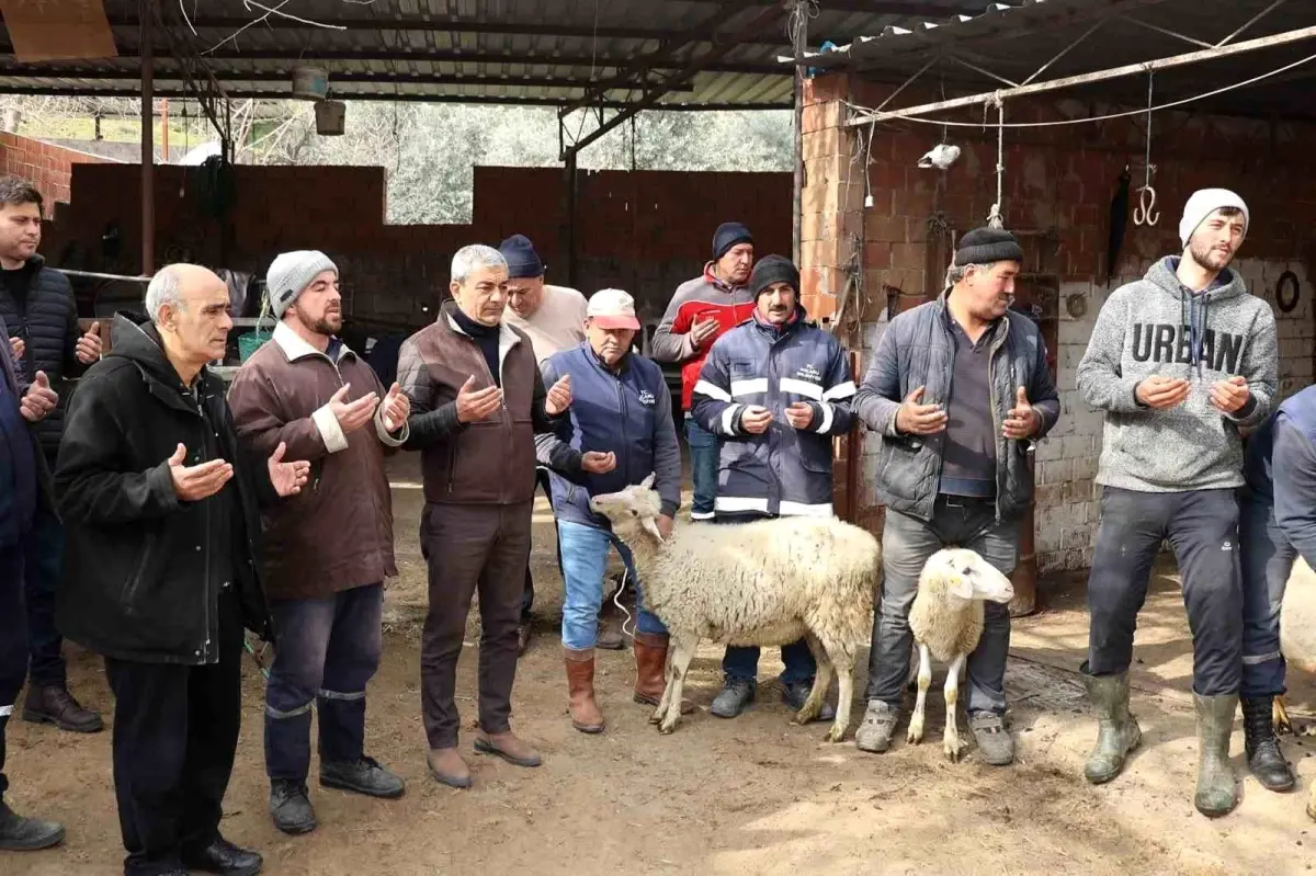 Koçarlı\'da vatandaşlar depremzedeler için koyun bağışladılar