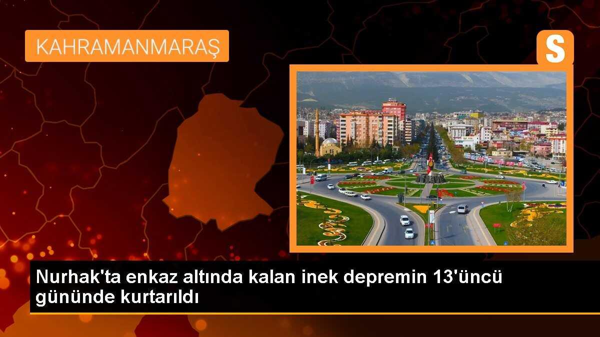 Nurhak\'ta enkaz altında kalan inek depremin 13\'üncü gününde kurtarıldı