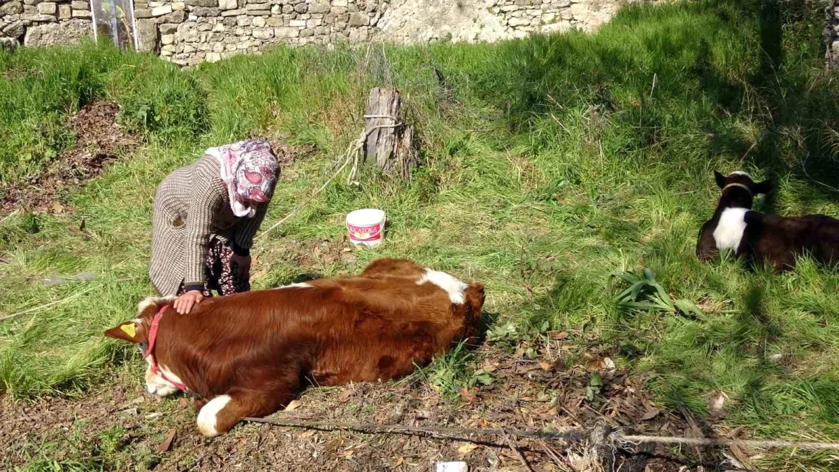 Depremzede kadın \'hayat arkadaşım\' dediği ineklerini geride bırakmadı