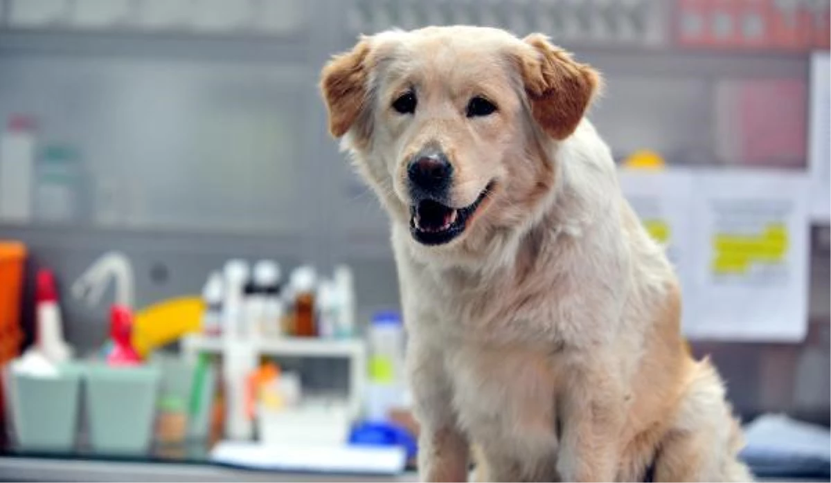 Depremde yaralı kurtarılan köpek Bursa\'da tedaviye alındı, adı \'Mucize\' çıktı