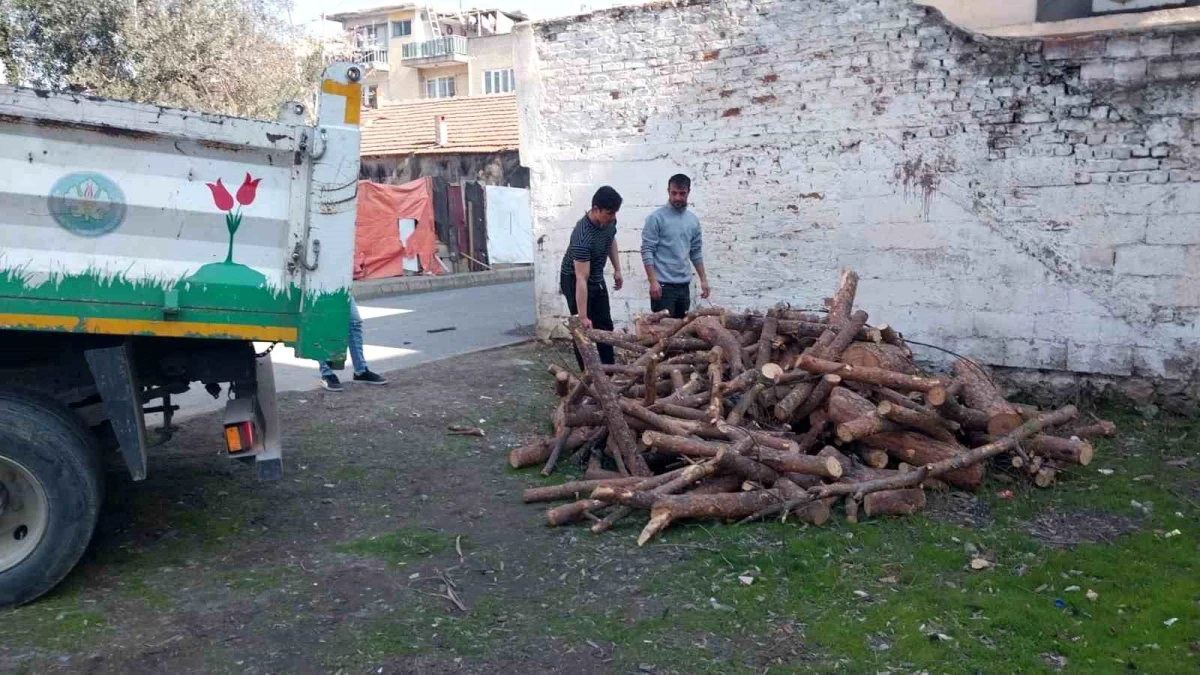 Manisa\'da budanan ağaçlar depremzedeleri ısıtacak