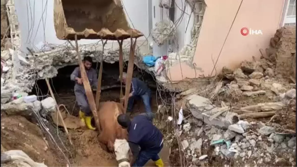 15 gün boyunca enkaz altında kalan inek kurtarıldı