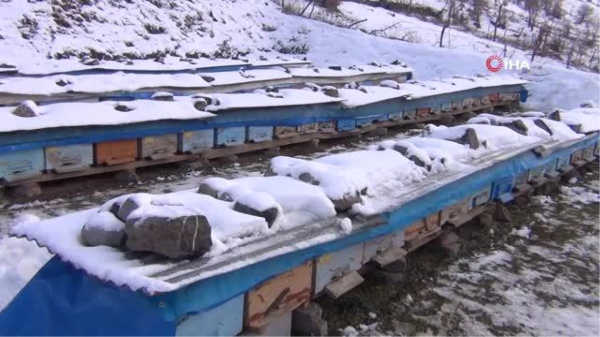 Şırnak\'ta kar yağışıyla birlikte bal arıları kış uykusuna yattı