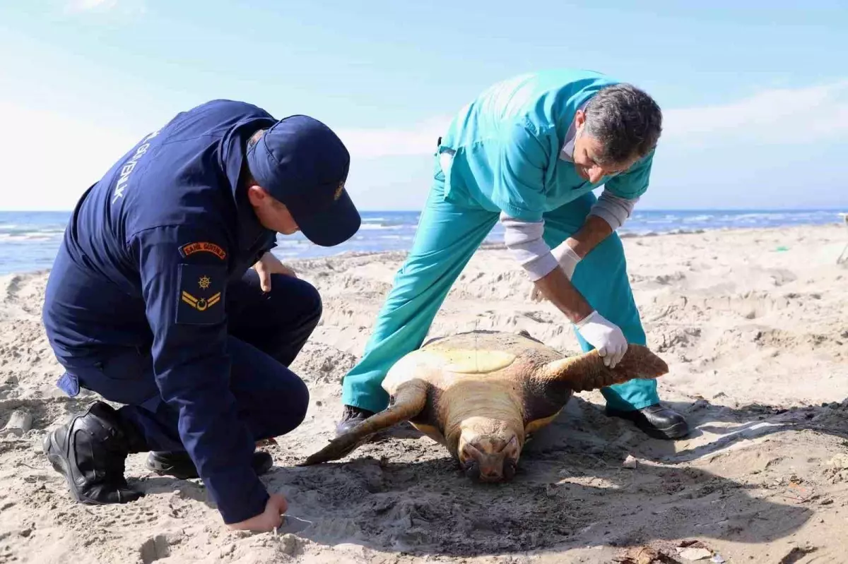 Tekirdağ sahilinde "caretta caretta" ölüsü bulundu