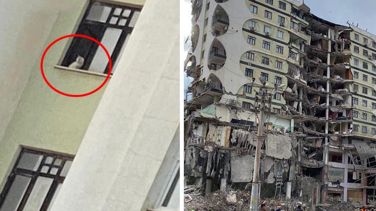 89 kişiye mezar olan sitenin yıkımı camda kurtarılmayı bekleyen kedi nedeniyle durduruldu