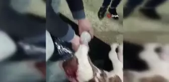 Afyonkarahisar'da doğan çift başlı buzağı 4 saat yaşayabildi