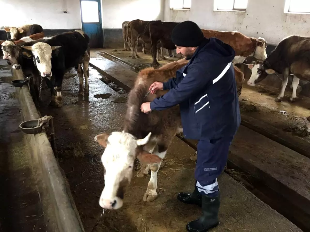 Bayburt\'ta 2023 yılı ilkbahar dönemi şap aşılama programı başladı