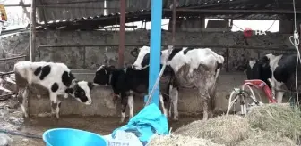 Bursa itfaiyesi, elektrik olmadığı için ineklerini sağamayan çiftçileri imdadına yetişti