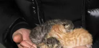 Depremde boşaltılan binada mahsur kalan kedi açlıktan yavrusunu yedi