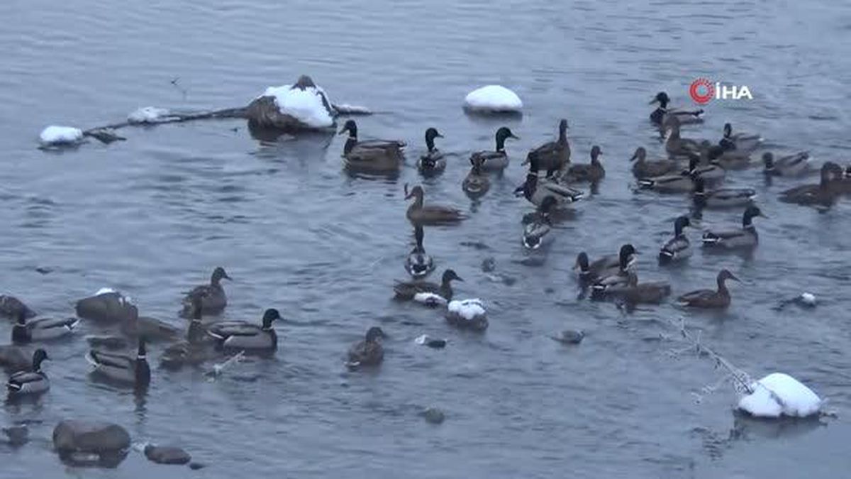 Kars'ta su samurunun ördeklerle sınavı kamerada