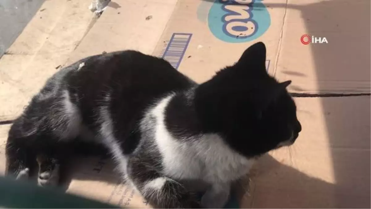 Kavga eden kedileri ayırmak isteyen esnafın diyaloğu güldürdü