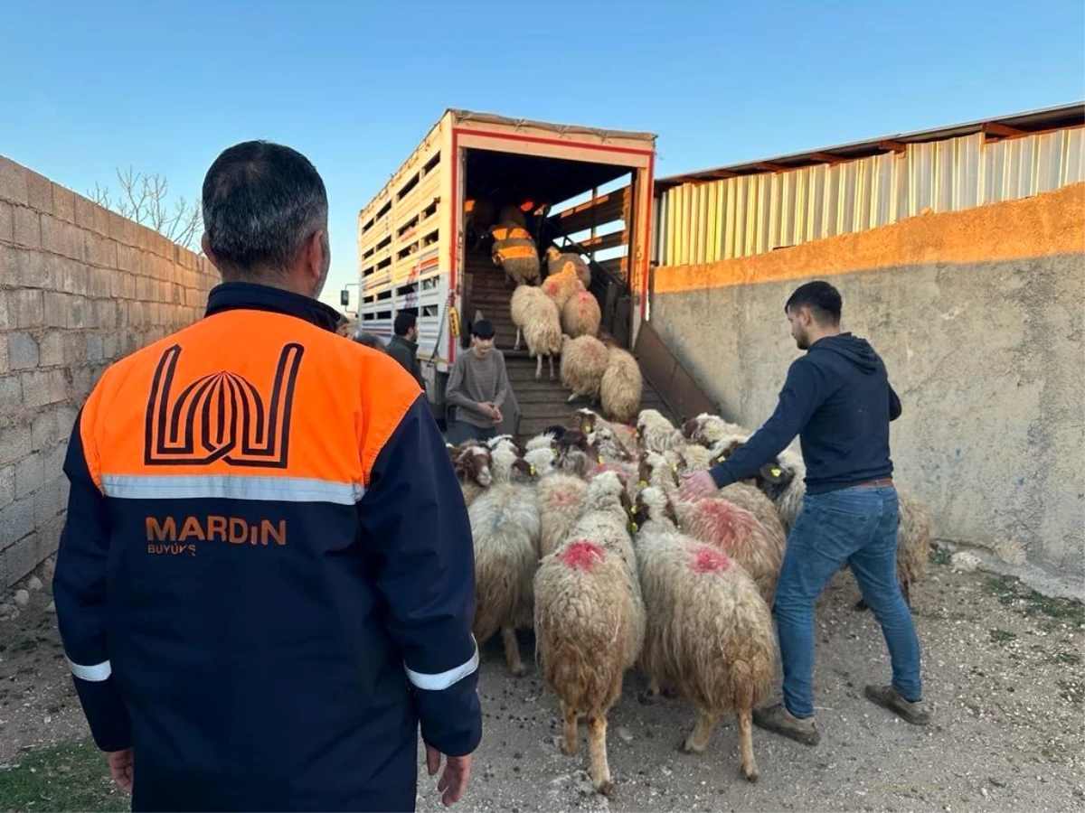Mardin\'de depremzede çiftçilere canlı hayvan desteği