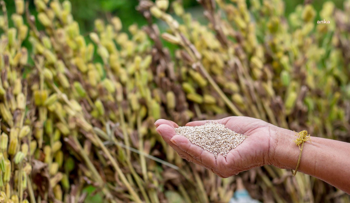 Muğla Büyükşehir\'in Tarım Güç Birliği Kooperatifi, Ürettiği 3 Ton Tahini Yurt Dışına Sattı