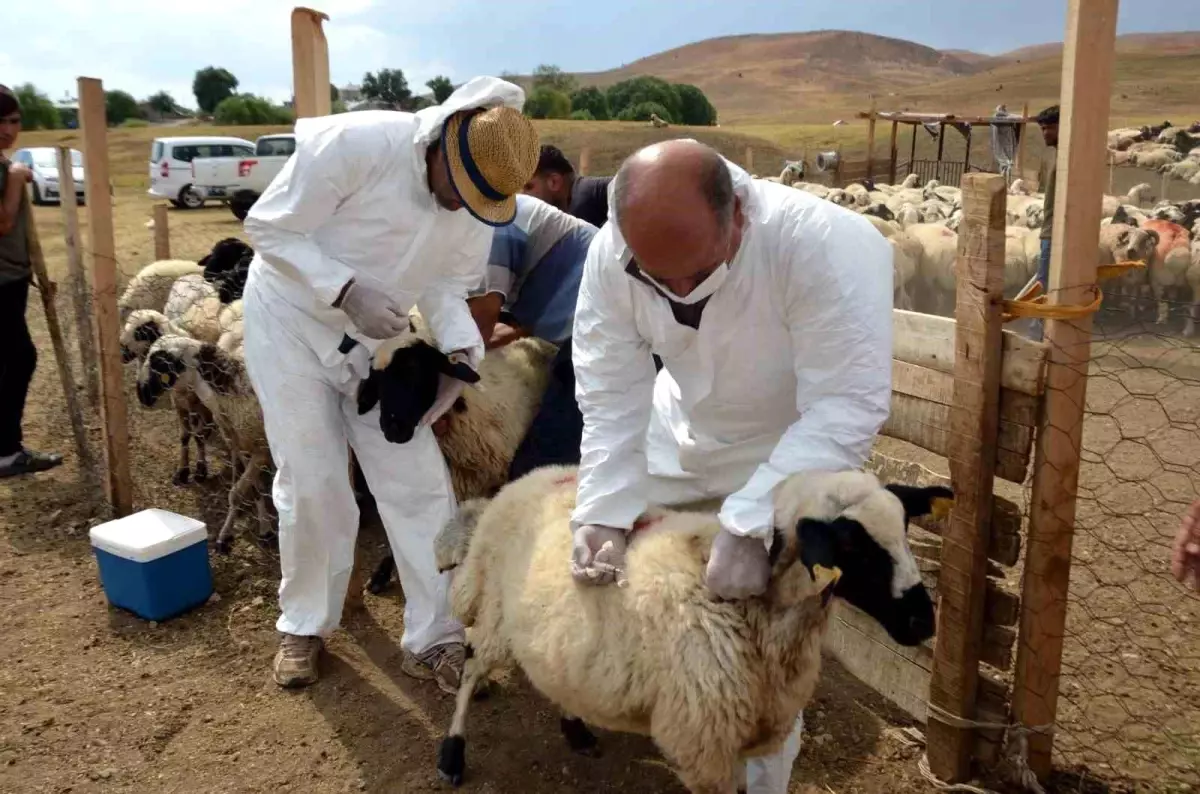 Talas Belediyesi çiftçilere destek verecek