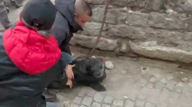 Yavru Akdeniz fokunu sokak ortasında buldular Yavru Akdeniz fokunu sokak ortasında buldular