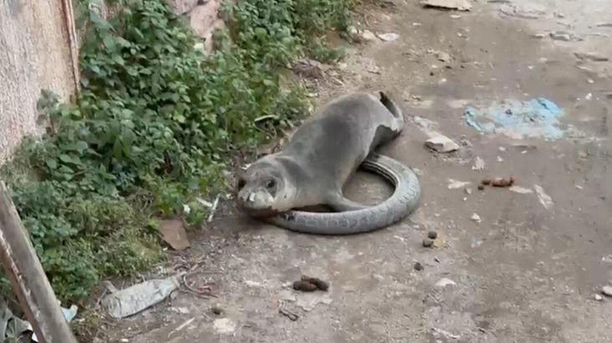 Sokak ortasında buldukları yavru Akdeniz fokunu ağla denize bıraktılar