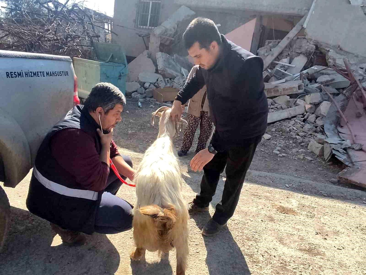 Deprem bölgesinde hayvanlar muayeneden geçiriliyor