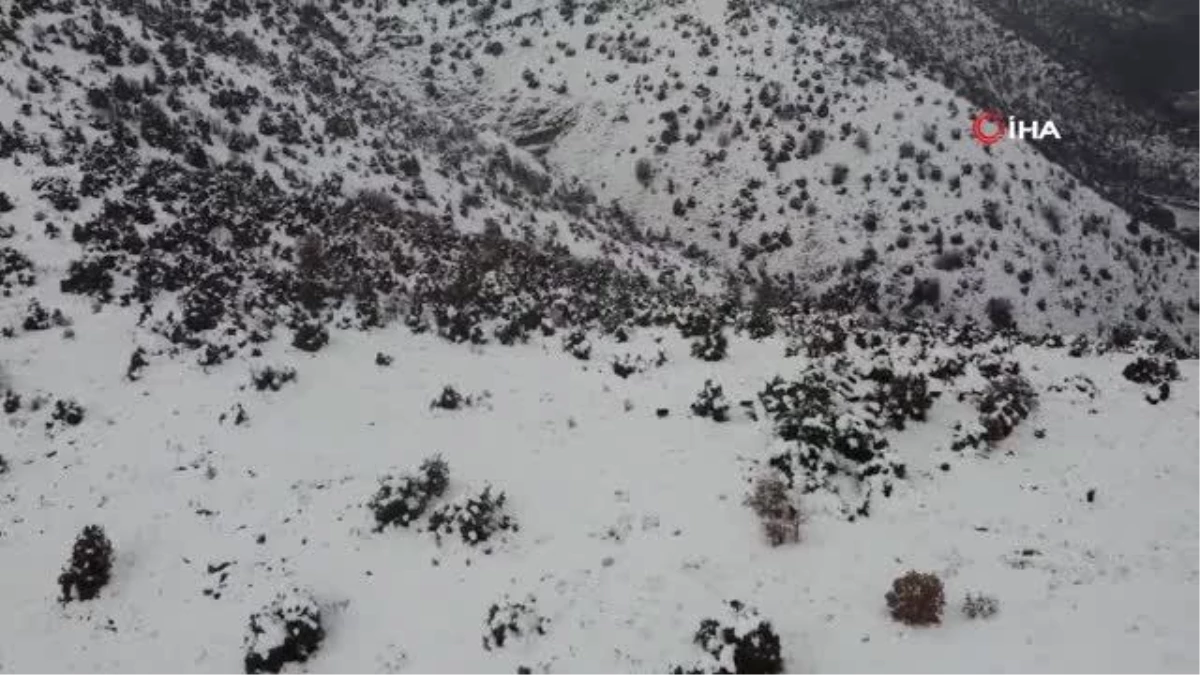 Elazığ\'da karla kaplı arazide domuz sürüsü böyle görüntülendi