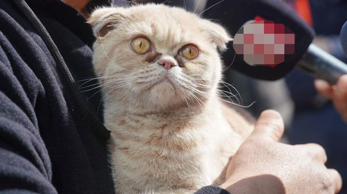 Hayvanların mahsur kaldığı Galeria Sitesi'nde kurtarılan kedi sayısı 13'e çıktı! Çalışmalar sona erdi