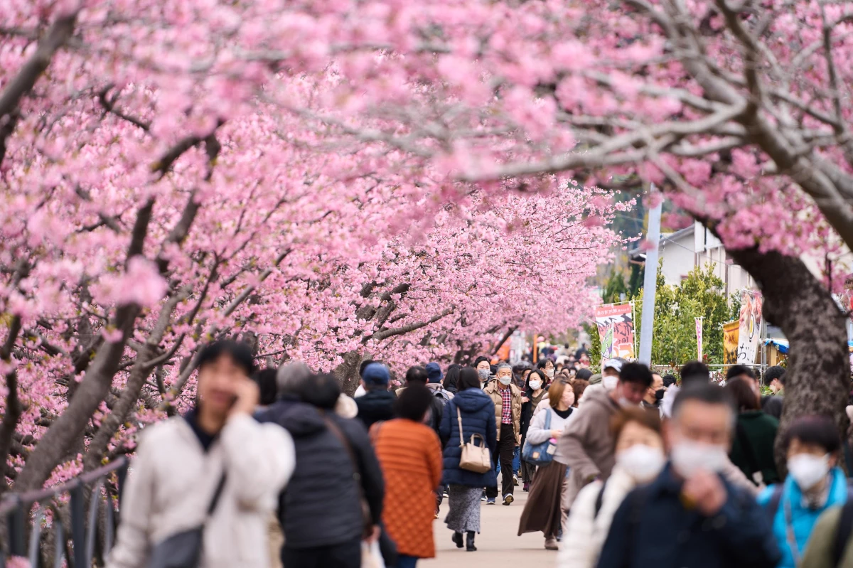 Japonya\'da Erken Açan Kiraz Çiçekleriyle Sokaklar Pembeye Büründü