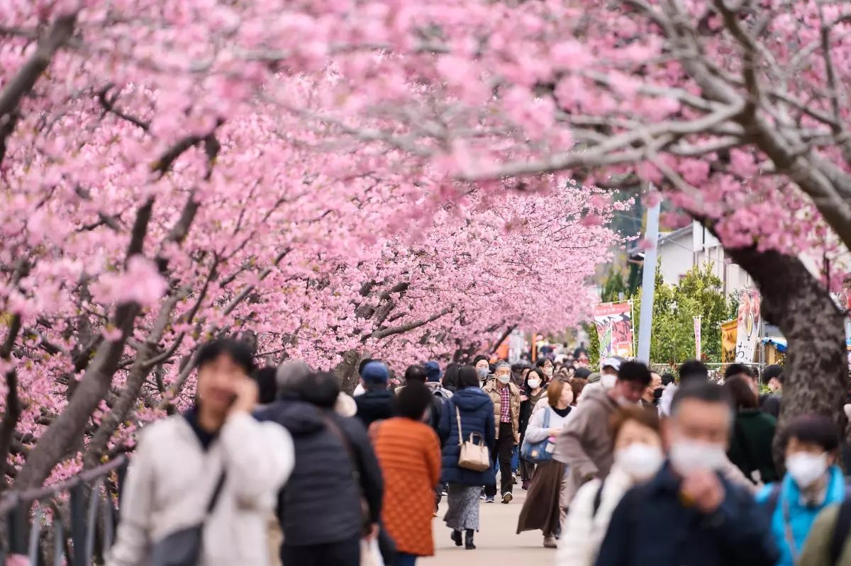 Japonya\'da Erken Açan Kiraz Çiçekleriyle Sokaklar Pembeye Büründü