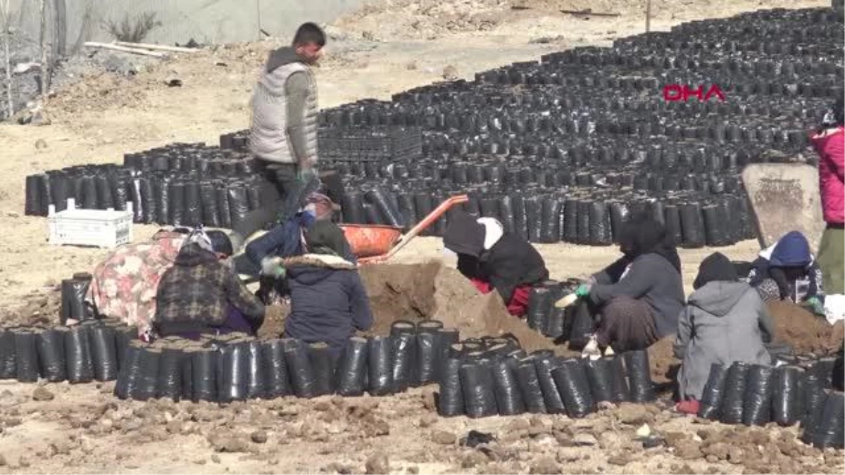 ŞIRNAK\'TA ATIL ARAZİLER FISTIK BAHÇESİNE DÖNÜŞÜYOR