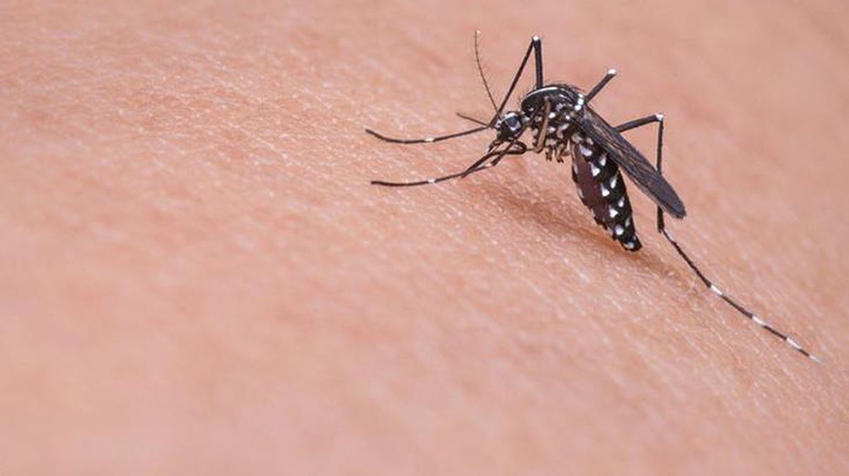 Peru'da dang humması vakalarında artış nedeniyle 13 bölgede acil durum ilan edildi