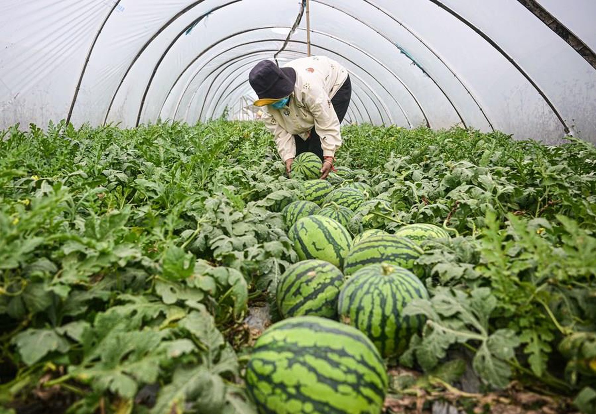 Çin\'in Hainan Eyaletinde Meyve ve Sebze Hasadı Başladı