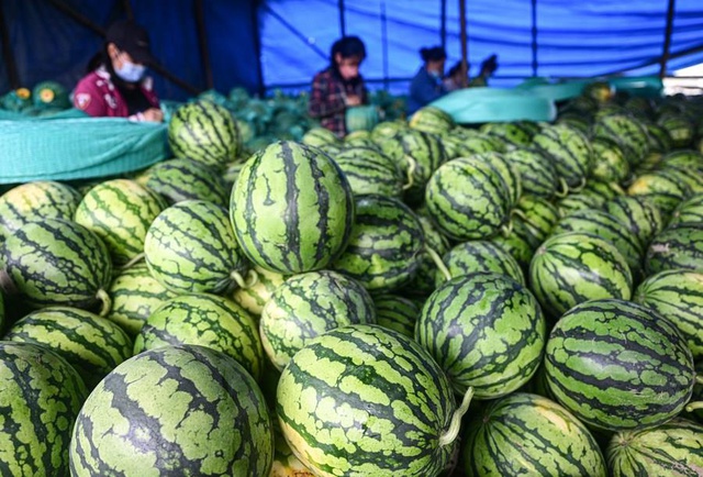 Çin'in Hainan Eyaletinde Meyve ve Sebze Hasadı Başladı