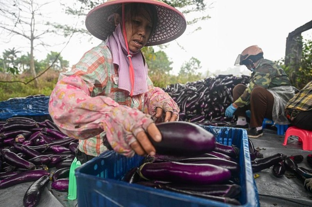 Çin'in Hainan Eyaletinde Meyve ve Sebze Hasadı Başladı