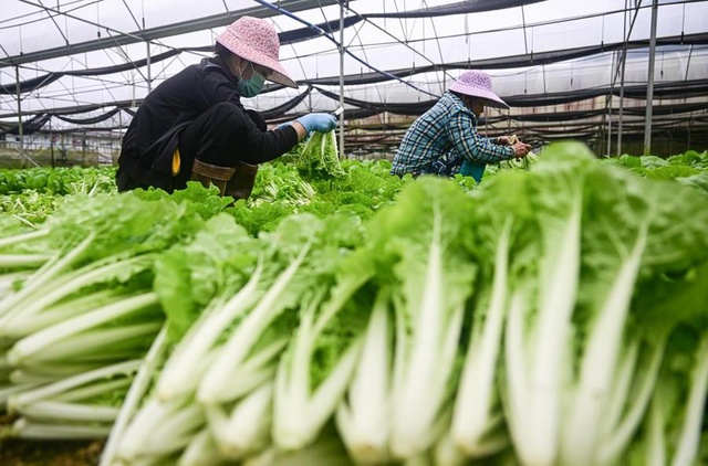 Çin'in Hainan Eyaletinde Meyve ve Sebze Hasadı Başladı