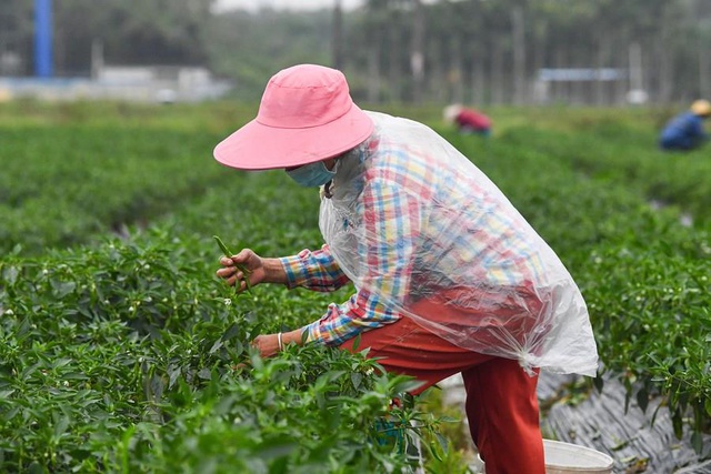 Çin'in Hainan Eyaletinde Meyve ve Sebze Hasadı Başladı