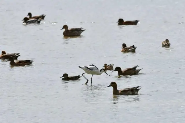 Çin, Kuşların Göç Yolarını Korumak İçin Ülke Genelinde Çalışma Başlattı