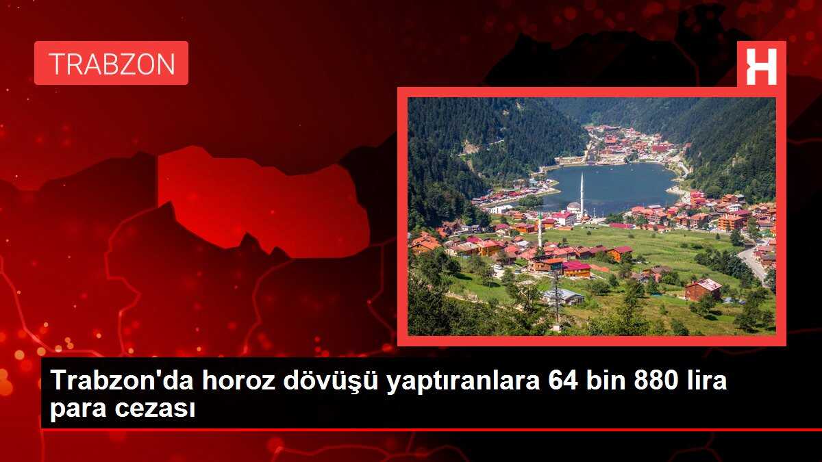 Trabzon'da horoz dövüşü yaptıranlara 64 bin 880 lira para cezası