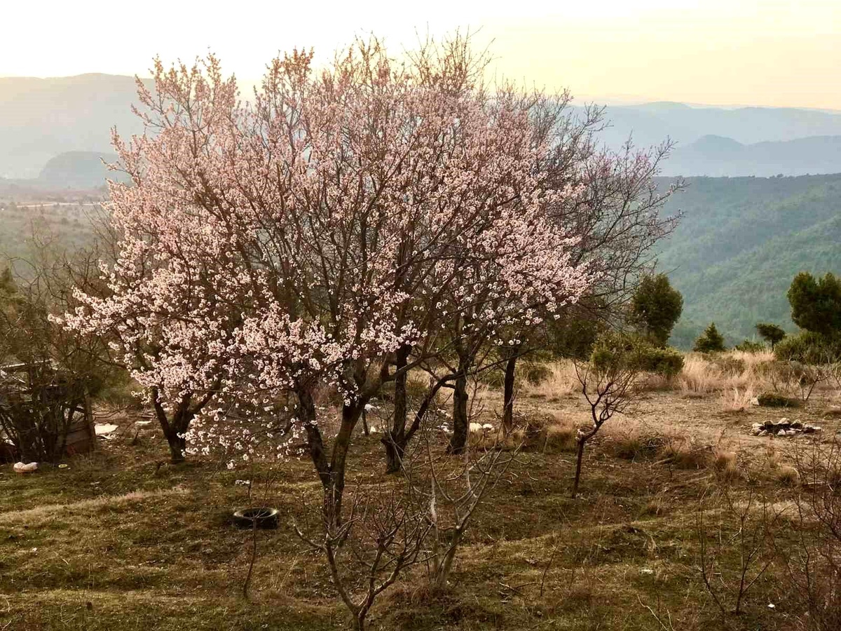 Bilecik\'te erken açan badem ağaçları havadan böyle görüntülendi