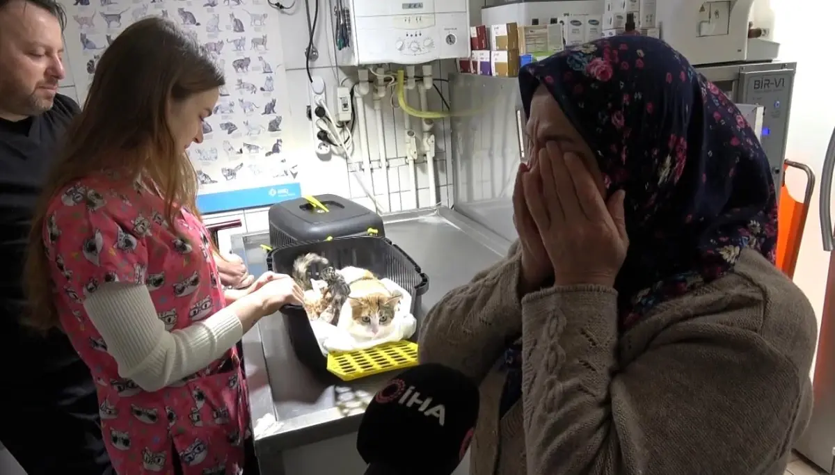 Depremden kurtulan kedi, sezaryenle yavrularını dünyaya getirdi