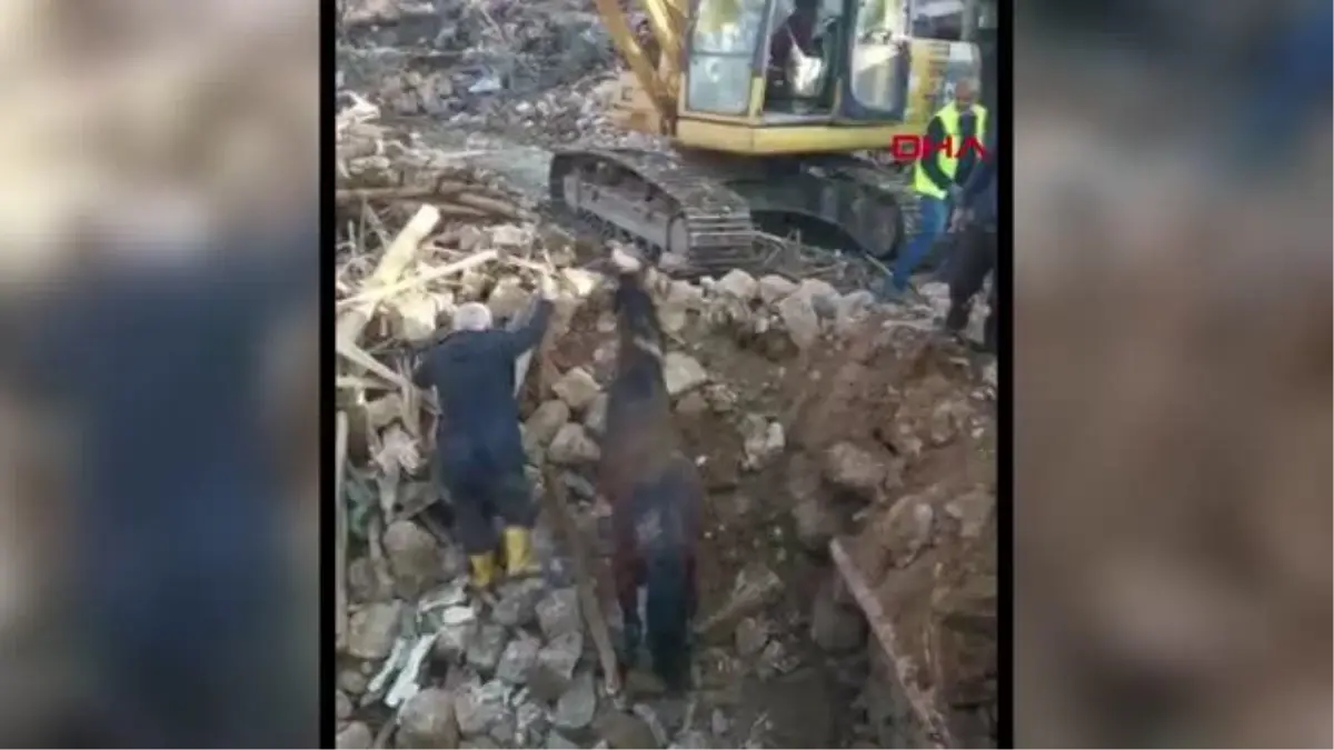 DEPREMİN 21\'İNCİ GÜNÜNDE ENKAZDAKİ ATI SAĞ ÇIKARDILAR